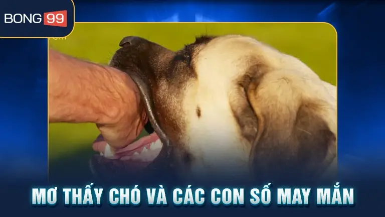 Mơ thấy chó con số may mắn